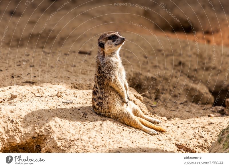 Erdmännchen Natur Tier 1 Zufriedenheit Geborgenheit Warmherzigkeit Wachsamkeit Farbfoto Außenaufnahme Menschenleer Tag Zentralperspektive