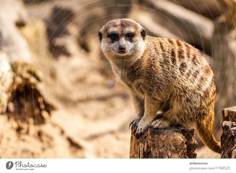 Erdmänchen Tier Wildtier Erdmännchen 1 sitzen "abbild afrika afrikanisch biologie dürre ,erdmännchen fauna foto kalahari ländliche ,national park