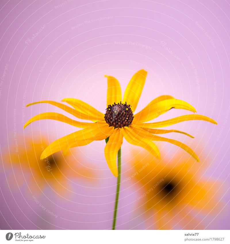 sonniges trio harmonisch Sinnesorgane Erholung Valentinstag Muttertag Natur Pflanze Sonne Sommer Blume Blüte Sonnenhut Garten Blühend Duft ästhetisch positiv