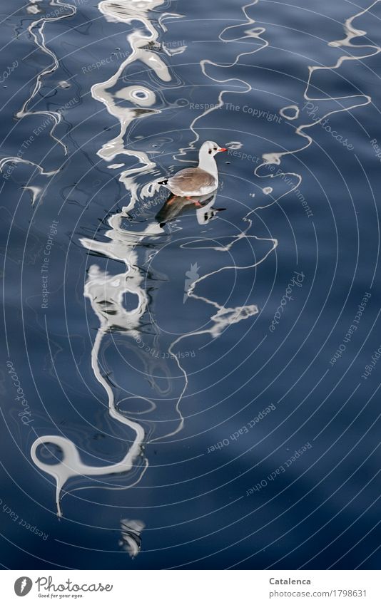 Möwe schwimmt durch die Spiegelung im Wasser Ferien & Urlaub & Reisen Schwimmen & Baden Sommer Nordsee Meer Tier Vogel 1 beobachten fliegen ästhetisch maritim