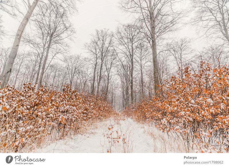 Buchenbäume bedeckt mit Schnee in einem Wald schön Winter Umwelt Natur Landschaft Himmel Wetter Nebel Baum Gras Coolness grau weiß Skandinavien Dänemark