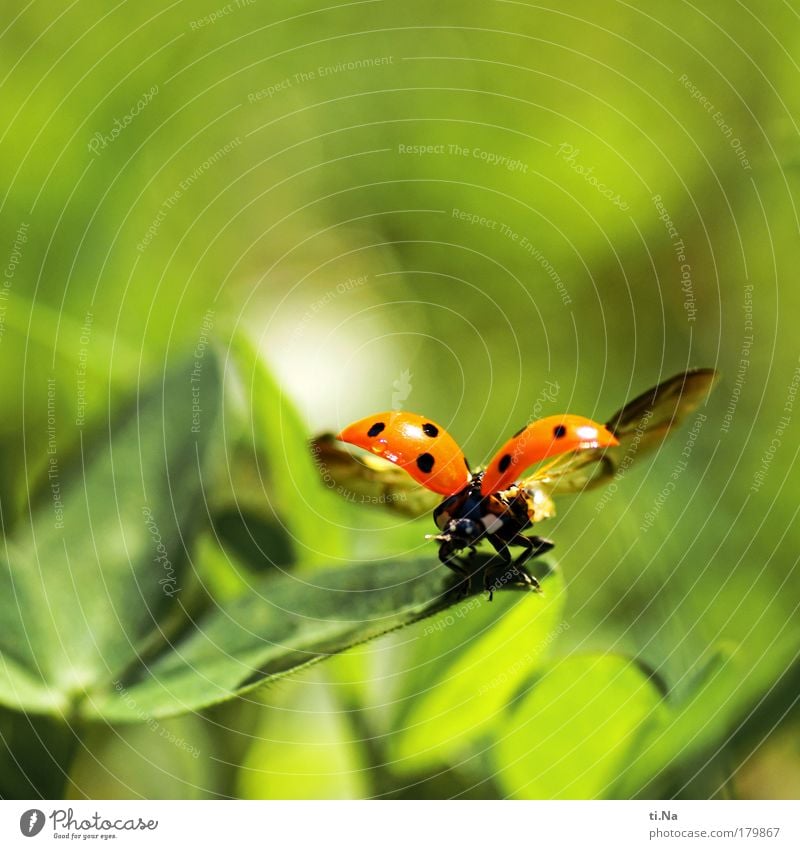 Ich kann fliegen Farbfoto Außenaufnahme Nahaufnahme Detailaufnahme Makroaufnahme Menschenleer Textfreiraum oben Tag Bewegungsunschärfe Umwelt Natur Landschaft