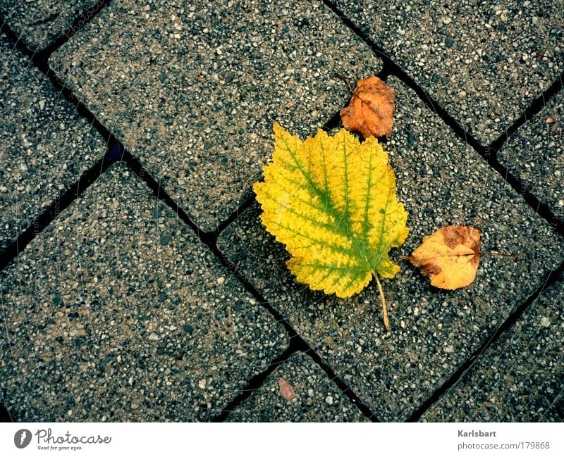 autumn. leaves. Lifestyle Design Leben Erholung Erntedankfest Umwelt Natur Herbst Klima Klimawandel Baum Blatt Park Wiese Straße Wege & Pfade Bewegung liegen