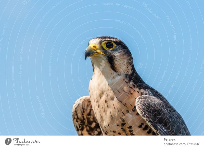 Turmfalke mit gelbem Schnabel schön Jagd Frau Erwachsene Mann Natur Tier Himmel Vogel Flügel beobachten groß natürlich wild braun Farbe Tierwelt Beute Raubtier