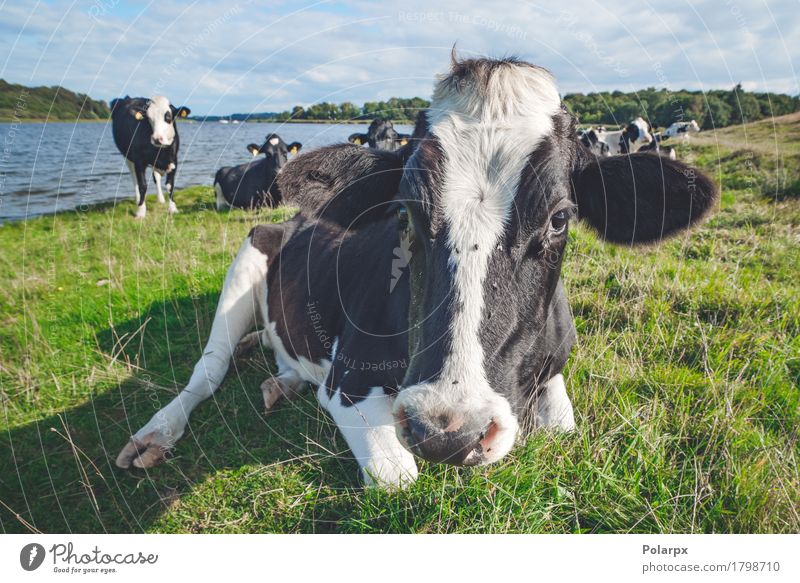 Kuh, die im Gras nahe einem Fluss stillsteht Sommer Natur Landschaft Tier Himmel Wiese See Herde Fressen stehen natürlich grün schwarz weiß Wasser Ackerbau Feld