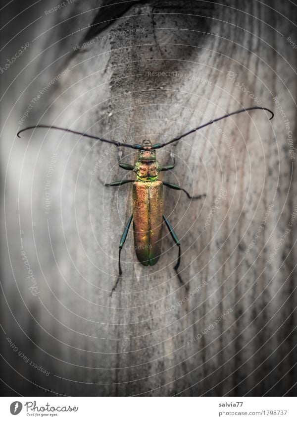 auf dem Holzweg Umwelt Natur Tier Wildtier Käfer Flügel Fühler Insekt Moschusbock 1 krabbeln exotisch glänzend gold grau ästhetisch Bewegung einzigartig