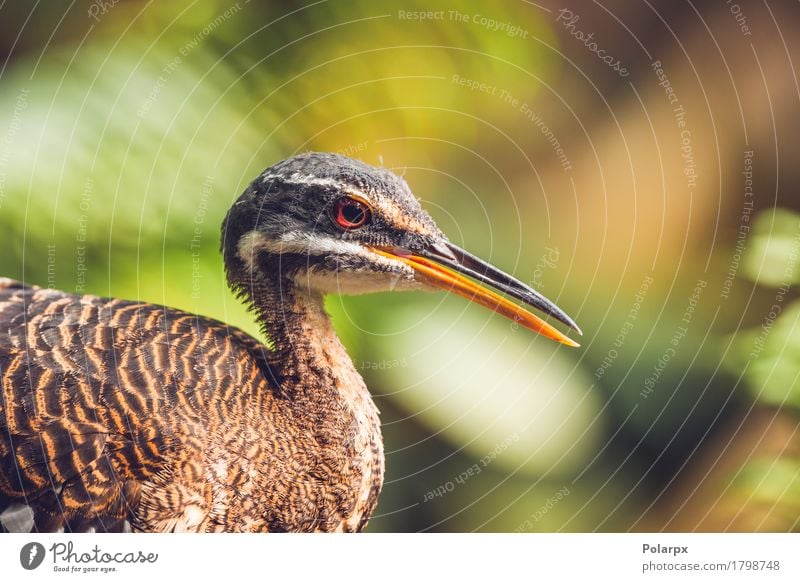 Nahaufnahme eines sunbitter Vogel in einem bunten Regenwald schön Gesicht Natur Tier Blatt Wald Urwald füttern stehen natürlich wild Sonnendusche Tierwelt