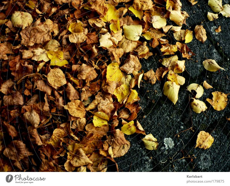 laub. gebräunt. Lifestyle Design Erntedankfest Umwelt Natur Herbst Klima Klimawandel Blatt Park Straße Wege & Pfade alt Bewegung fliegen braun gelb grau