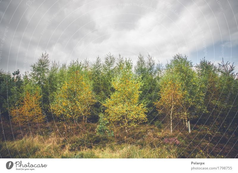 Birken in herbstlichen Farben schön Umwelt Natur Landschaft Pflanze Himmel Herbst Baum Blatt Park Wald Wege & Pfade Wachstum hell natürlich gelb gold grün rot