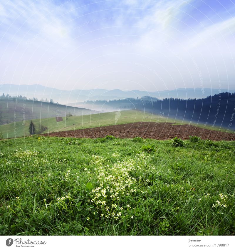 Berge des Morgens im Frühjahr mit Blumen schön Sommer Berge u. Gebirge Natur Landschaft Pflanze Himmel Wolken Wetter Gras Blüte Wiese Felsen Alpen hell