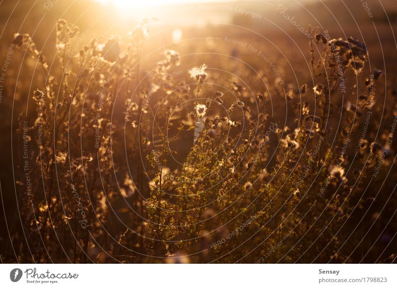 Herbstblumen und -gras auf Sonnenuntergang schön Sommer Natur Landschaft Pflanze Blume Gras Wiese hell natürlich gelb gold Feld Sonnenschein Hintergrund Licht