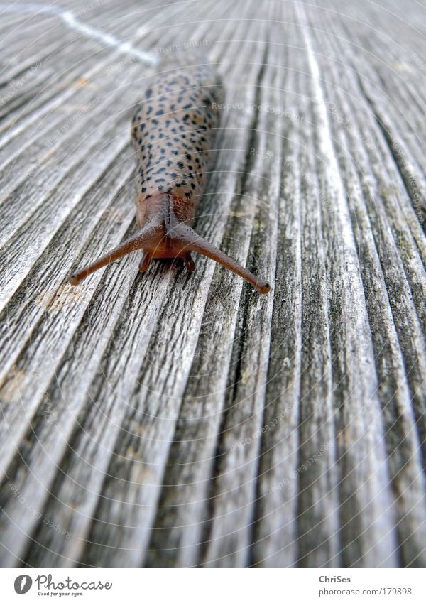 Die Leichtigkeit des Schleims:Tigerschnegel Farbfoto Außenaufnahme Nahaufnahme Makroaufnahme Tag Unschärfe Schwache Tiefenschärfe Froschperspektive Tierporträt