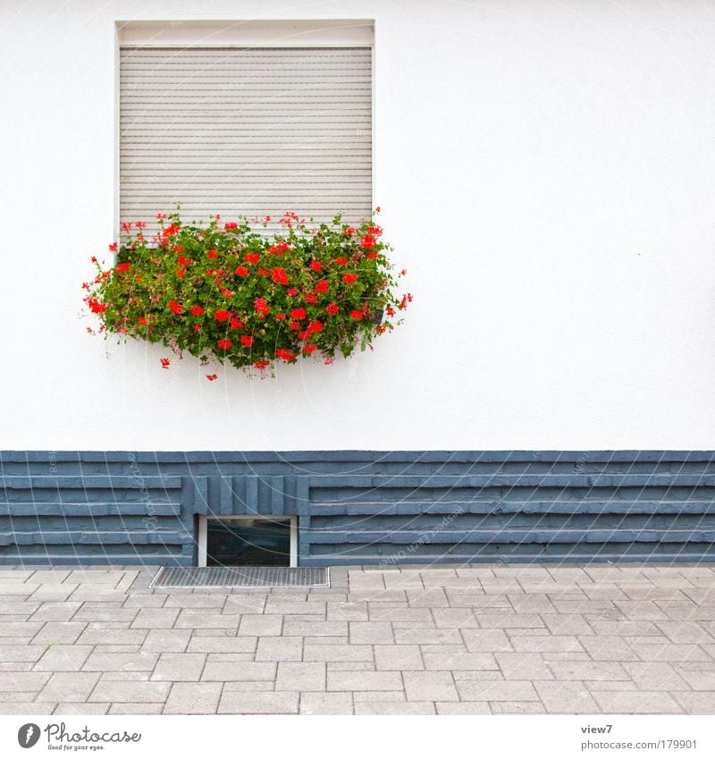 freundlich introvertiert Farbfoto mehrfarbig Außenaufnahme Detailaufnahme Textfreiraum rechts Starke Tiefenschärfe Zentralperspektive Blume Dorf Haus