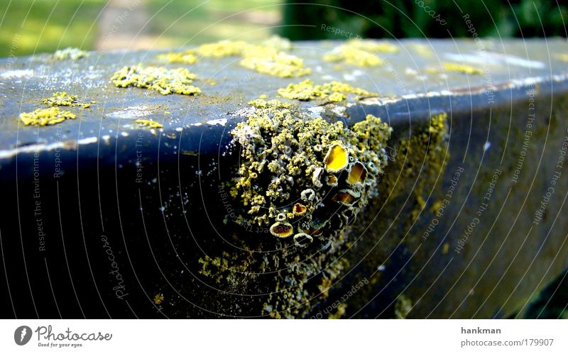 Gammelgeländer Farbfoto Außenaufnahme Nahaufnahme Makroaufnahme Menschenleer Tag Kontrast Natur Dorf Gartenzaun Metall Ekel natürlich gelb schwarz Ausdauer