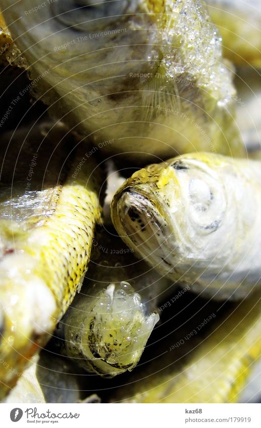 drunter und drüber Fisch Ernährung Freitag Bioprodukte Angeln Fischer Meer Mittelmeer Totes Tier Tiergruppe frisch lecker Appetit & Hunger genießen Qualität