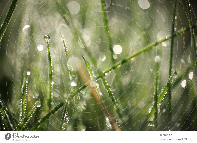 i I i Xi I Farbfoto Gedeckte Farben Außenaufnahme Makroaufnahme Textfreiraum rechts Textfreiraum oben Morgen Lichterscheinung Unschärfe Erholung Sommer Natur