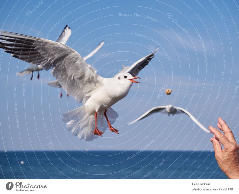 Möwe schnappt Brot in der Luft Hand Natur Wolkenloser Himmel Sommer Tier Vogel Flügel 1 Essen fliegen Jagd lecker Appetit & Hunger gefräßig sea Lachmöwe wing