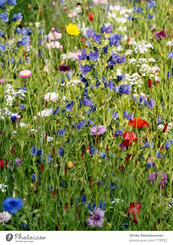 Bunte Wildblumenmischung in einer Sommerwiese Farbfoto Außenaufnahme Sonnenlicht Duft Umwelt Natur Pflanze Blume Wildpflanze Wiese Stadtrand Blühend leuchten