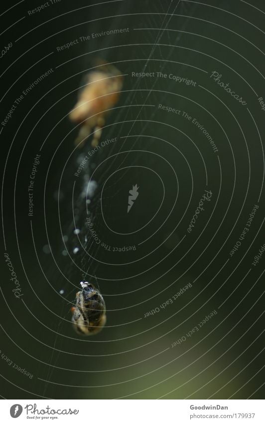 hoffentlich nicht wieder Kartoffeln als Beilage Umwelt Tier Biene Spinne fangen Jagd bedrohlich Erfolg listig Farbfoto Außenaufnahme Makroaufnahme