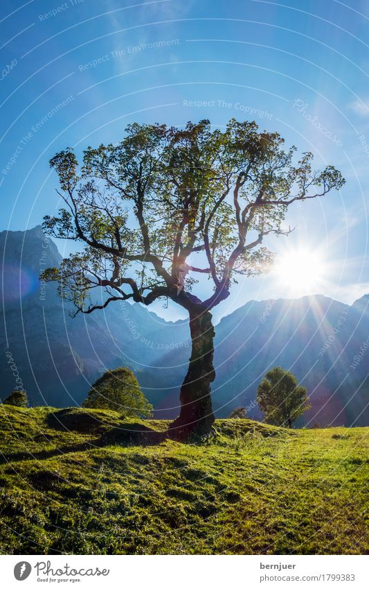 Ahorn Umwelt Natur Landschaft Pflanze Erde Luft Sonne Sonnenaufgang Sonnenuntergang Sommer Baum Grünpflanze Alpen Berge u. Gebirge Gipfel blau grün ruhig