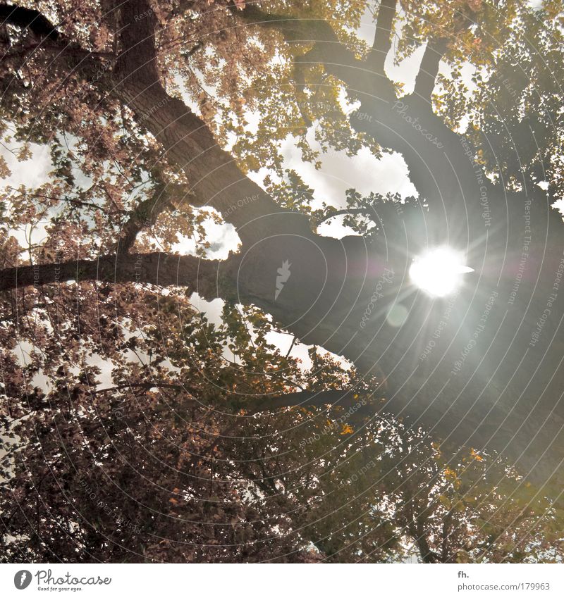 Falling Leaves Farbfoto Gedeckte Farben mehrfarbig Strukturen & Formen Textfreiraum oben Textfreiraum unten Tag Dämmerung Schatten Silhouette Lichterscheinung