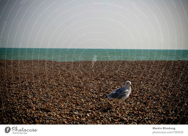 sea-gul-stone-water-arrangement Umwelt Natur Sand Wasser Sonnenlicht Sommer Schönes Wetter Strand Nordsee See Tier Wildtier Möwe 1 Stein Sauberkeit blau braun