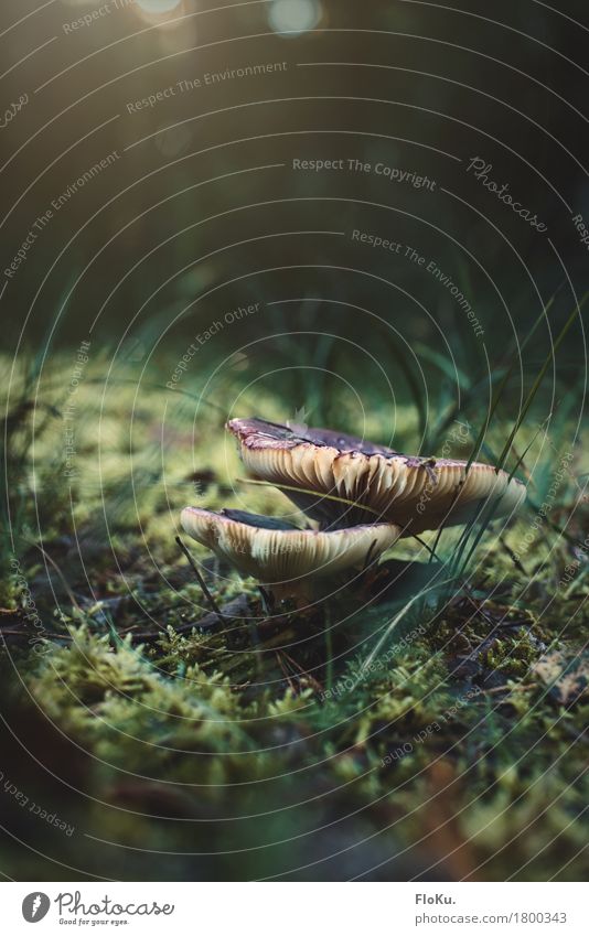 Kleine Welten (Polen Edition) Umwelt Natur Pflanze Erde Herbst Schönes Wetter Gras Wiese Wald natürlich grün Stimmung Pilz Waldboden Moos klein Miniatur Lamelle