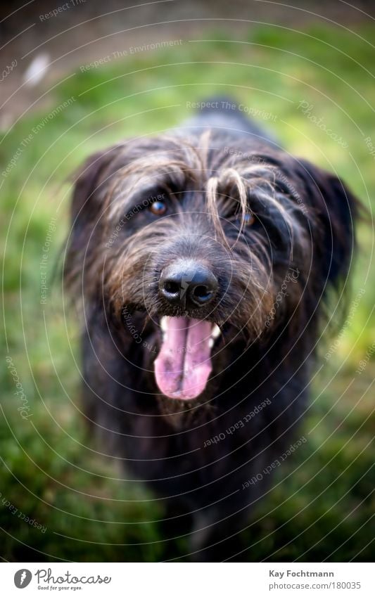 strolch Natur Tier Haustier Hund Tiergesicht Fell 1 warten Bewegung Farbfoto Außenaufnahme Menschenleer Tag Schwache Tiefenschärfe Tierporträt Vorderansicht