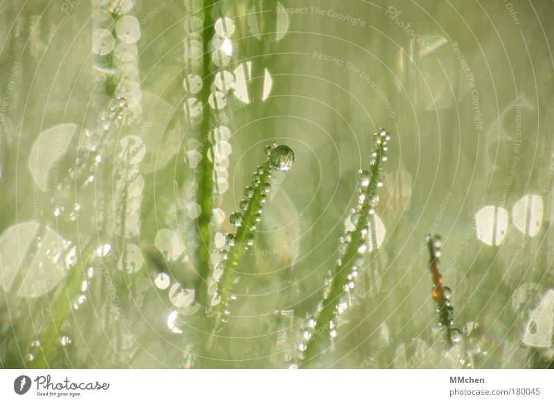 MorgenSonne Farbfoto Gedeckte Farben Außenaufnahme Makroaufnahme Textfreiraum rechts Textfreiraum oben Lichterscheinung Unschärfe Erholung Sommer Natur Wasser