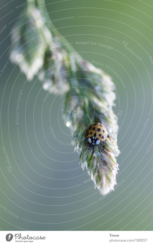 Guten Morgen! Farbfoto Außenaufnahme Nahaufnahme Textfreiraum links Morgendämmerung Licht Unschärfe Natur Pflanze Tier Gras Wildpflanze Käfer 1 kalt nass