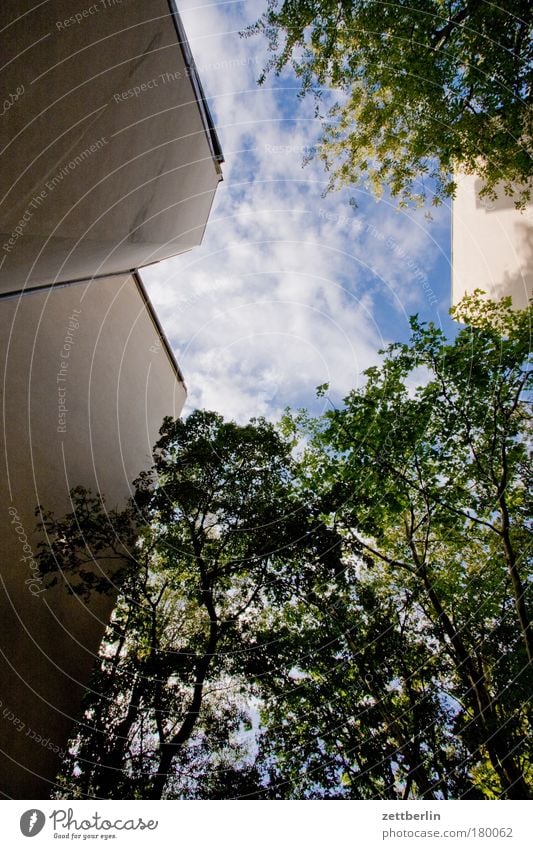 Sommerhimmel im Stadtbezirk X Hinterhof hinten Stadthaus Haus Gebäude Mauer Brandmauer Mieter Vermieter Himmel Wolken schleierwolken Cirrus grün Baum Blatt