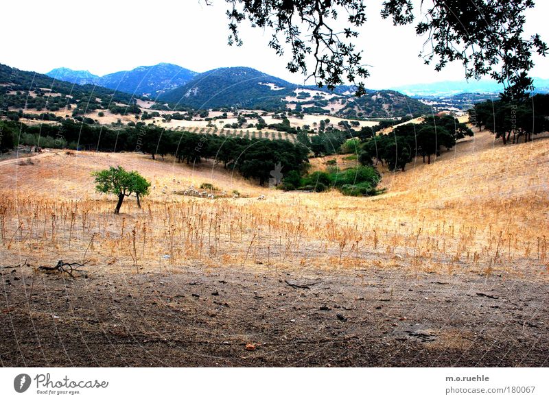 Einsame Korkeiche Farbfoto Außenaufnahme Menschenleer Dämmerung Weitwinkel Umwelt Natur Landschaft Pflanze Erde Himmel Horizont Sommer Wetter Baum Sträucher