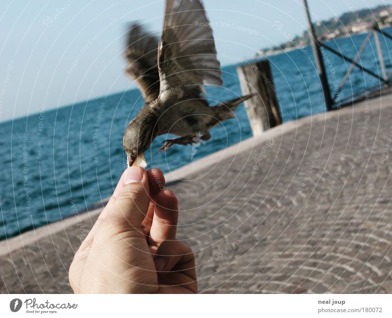 Lieber den Spatz in der Hand ... Gedeckte Farben Tierporträt Sommer Seeufer Gargnano Italien Europa 1 fliegen Fressen füttern frech niedlich klug