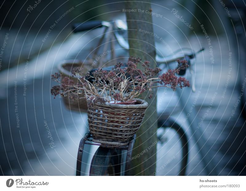 Fahrrad Farbfoto Morgen Morgendämmerung Dämmerung Freiburg im Breisgau Deutschland Stadtrand Altstadt Menschenleer Verkehr Fußgänger Metall beobachten