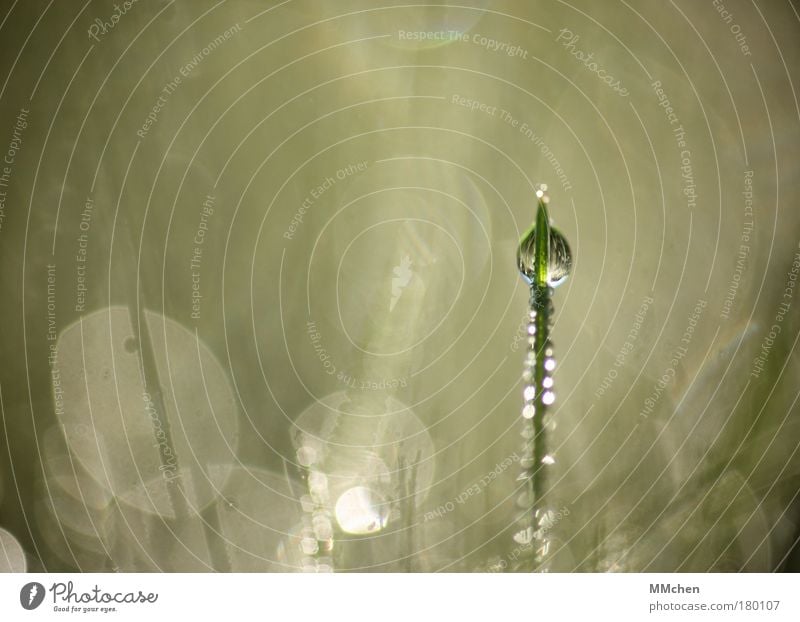 Tower Farbfoto Gedeckte Farben Außenaufnahme Makroaufnahme Textfreiraum links Textfreiraum oben Morgen Lichterscheinung Unschärfe Erholung Sommer Natur Wasser