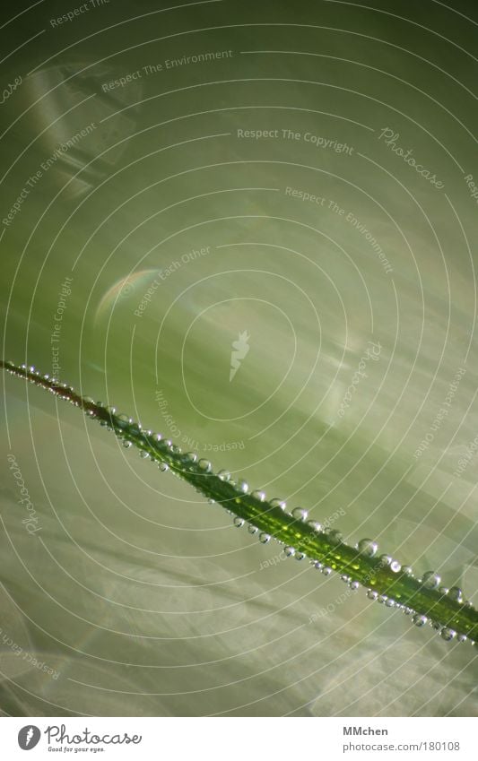 aufgereiht Farbfoto Gedeckte Farben Außenaufnahme Makroaufnahme Textfreiraum oben Textfreiraum unten Morgen Lichterscheinung Unschärfe Erholung Sommer Natur