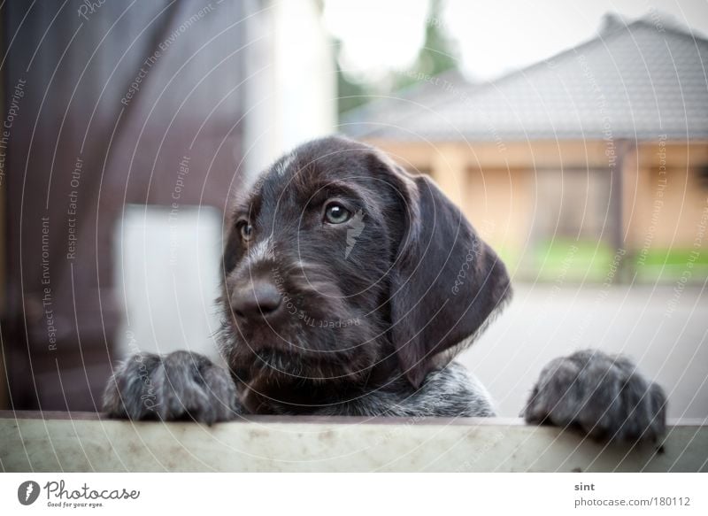 keiner da zum spielen Farbfoto Außenaufnahme Menschenleer Schwache Tiefenschärfe Tierporträt Blick nach vorn Spielen Haustier Hund 1 Tierjunges beobachten