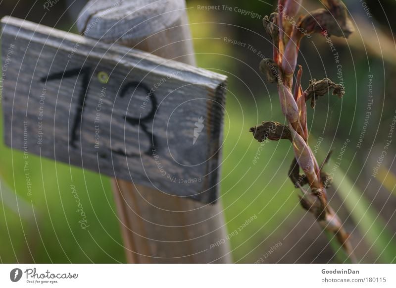 13 Herbst Pflanze ruhig Ordnungsliebe Ziffern & Zahlen Farbfoto Außenaufnahme Tag Licht Schwache Tiefenschärfe Holzschild welk