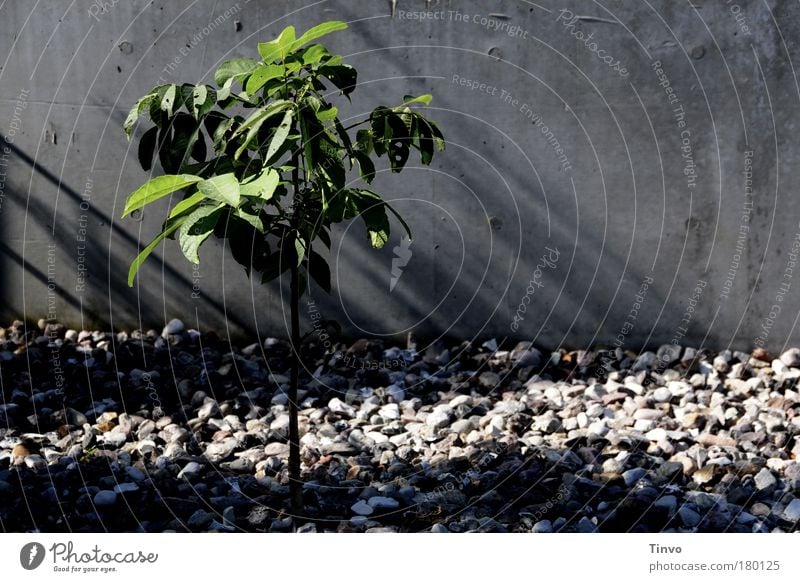 La rebelión del árbol pequeño Farbfoto Außenaufnahme Textfreiraum links Tag Licht Schatten Umwelt Natur Pflanze Sommer Herbst Baum Grünpflanze Mauer Wand