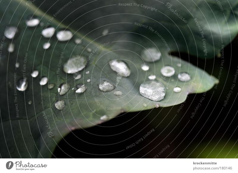 Schmuck der Natur Farbfoto Außenaufnahme Nahaufnahme Makroaufnahme Morgen Morgendämmerung Umwelt Pflanze Wasser Wassertropfen Blatt Grünpflanze Nutzpflanze Park