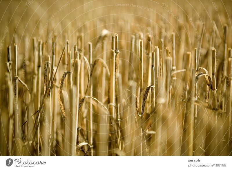 Strohhalme Stoppelfeld Bartstoppel yellow grassland meadow hayfield countryside field farm farming field Weizen Müsli grain acre Sonnenlicht herbstlich