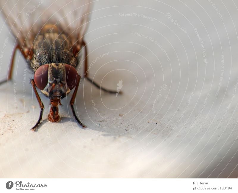 Kleiner Staubsauger Farbfoto Detailaufnahme Makroaufnahme Menschenleer Textfreiraum rechts Textfreiraum unten Hintergrund neutral Schwache Tiefenschärfe Umwelt