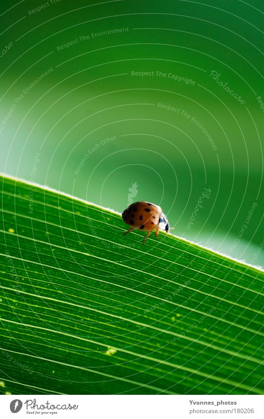 Käfer Farbfoto Außenaufnahme Totale Tierporträt Glück Sommer Umwelt Natur Pflanze Erde Frühling Gras Sträucher Blatt Grünpflanze Park Wiese Feld klein grün rot