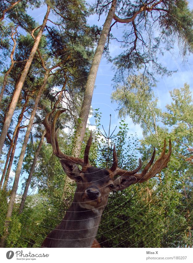 Jägermei**** für alle Außenaufnahme Nahaufnahme Menschenleer Textfreiraum oben Tag Licht Froschperspektive Oberkörper Blick Jagd Ferien & Urlaub & Reisen