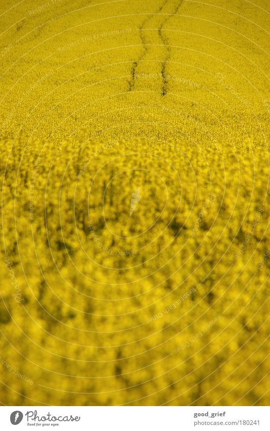 sprit statt brot Farbfoto Außenaufnahme Menschenleer Textfreiraum oben Tag Licht Unschärfe Lebensmittel Öl Pflanze Tier Blume Grünpflanze sparsam Raps Feld