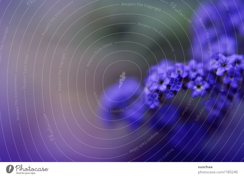 blau Farbfoto Nahaufnahme Detailaufnahme Makroaufnahme Textfreiraum links Unschärfe Schwache Tiefenschärfe Umwelt Natur Pflanze Frühling Sommer Blume Sträucher