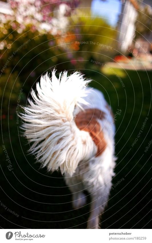 Schwanzflosse Farbfoto Außenaufnahme Menschenleer Tag Sonnenlicht Sommer Garten Einfamilienhaus Terrasse Hund 1 Tier Blühend Jagd laufen Spielen fest Neugier