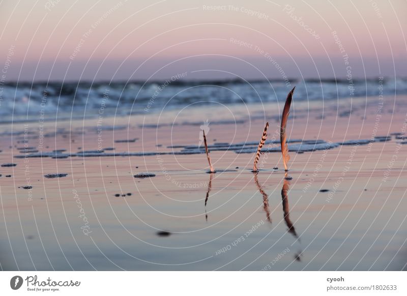 Strandgut 2. Natur Sand Horizont Wellen Küste Nordsee Meer atmen frei wild weich Lebensfreude achtsam Vorsicht Gelassenheit geduldig Ferne Feder Flut fluten