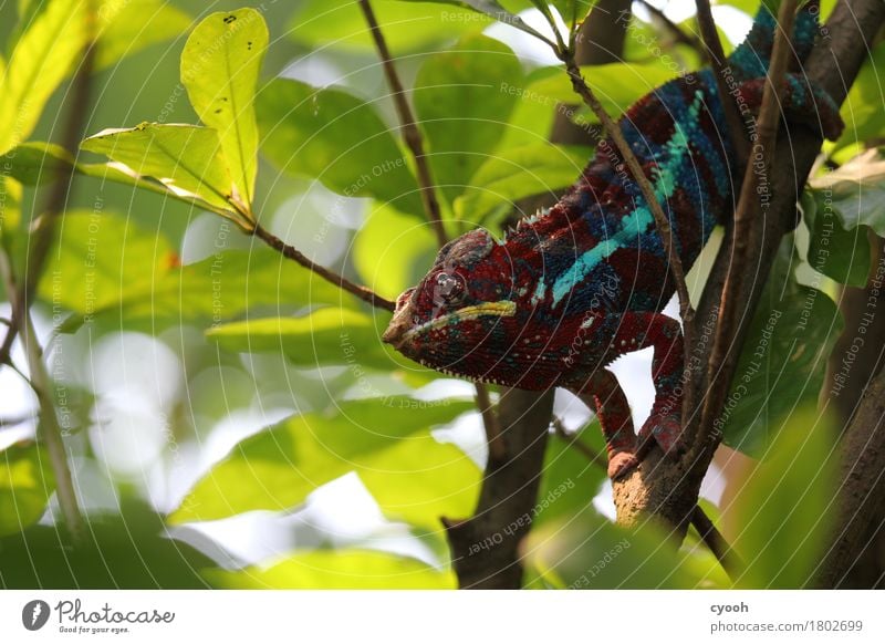 Chamäleon. Zoo 1 Tier beobachten hocken stachelig mehrfarbig Zufriedenheit Langeweile skurril Zeit Reptil Echsen irre verrückt warten ruhig bewegungslos Pause