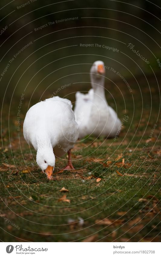 Gans im Glück Landwirtschaft Forstwirtschaft Herbst Wiese Nutztier 2 Tier Tierpaar Bewegung Fressen ästhetisch authentisch Freundlichkeit positiv Zufriedenheit